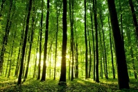 Informacja z  Wydziału Ochrony Środowiska, Rolnictwa i Leśnictwa 